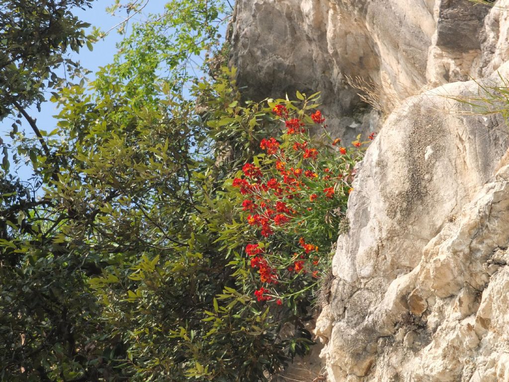 Erysimum cheiri / Violaciocca gialla